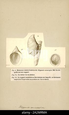 Hipponix Hipponix cornucopiae, Imprimer, nom commun ou escargots sabot hoof shells, est un genre de petits escargots de mer avec de très près les coquillages, de la famille, les escargots Hipponicidae sabot.De nombreuses (mais pas toutes) des espèces de ce genre ont des Coquilles blanches Banque D'Images