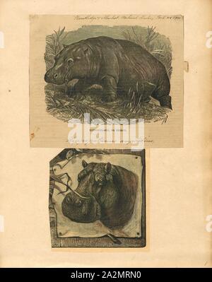 Hippopotamus amphibius, Imprimer, l'hippopotame commun, ou de l'hippopotame, est un grand mammifère herbivore semi-aquatiques, principalement et des ongulés indigènes de l'Afrique sub-saharienne. C'est l'une des deux seules espèces existantes dans la famille Hippopotamidae, l'autre étant l'hippopotame pygmée (Choeropsis liberiensis ou Hexaprotodon liberiensis). Le nom vient du grec ancien pour 'cheval de rivière". Après l'éléphant et le rhinocéros, l'hippopotame commun est le troisième type de mammifères terrestres et le plus lourd des artiodactyles. En dépit de leur ressemblance physique aux porcs et d'autres ongulés artiodactyles (à terrestres Banque D'Images