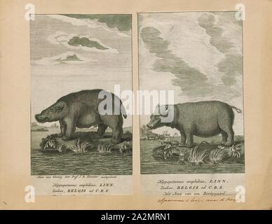 Hippopotamus amphibius, Imprimer, l'hippopotame commun, ou de l'hippopotame, est un grand mammifère herbivore semi-aquatiques, principalement et des ongulés indigènes de l'Afrique sub-saharienne. C'est l'une des deux seules espèces existantes dans la famille Hippopotamidae, l'autre étant l'hippopotame pygmée (Choeropsis liberiensis ou Hexaprotodon liberiensis). Le nom vient du grec ancien pour 'cheval de rivière". Après l'éléphant et le rhinocéros, l'hippopotame commun est le troisième type de mammifères terrestres et le plus lourd des artiodactyles. En dépit de leur ressemblance physique aux porcs et d'autres ongulés artiodactyles (à terrestres Banque D'Images