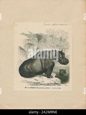 Hippopotamus amphibius, Imprimer, l'hippopotame commun, ou de l'hippopotame, est un grand mammifère herbivore semi-aquatiques, principalement et des ongulés indigènes de l'Afrique sub-saharienne. C'est l'une des deux seules espèces existantes dans la famille Hippopotamidae, l'autre étant l'hippopotame pygmée (Choeropsis liberiensis ou Hexaprotodon liberiensis). Le nom vient du grec ancien pour 'cheval de rivière". Après l'éléphant et le rhinocéros, l'hippopotame commun est le troisième type de mammifères terrestres et le plus lourd des artiodactyles. En dépit de leur ressemblance physique aux porcs et d'autres ongulés artiodactyles (à terrestres Banque D'Images