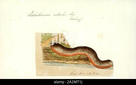 Holothuria edulis, Imprimer, Holothuria edulis, communément connue sous le nom de concombres de mer comestibles ou le rose et le noir le concombre de mer, est une espèce de la famille des échinodermes Holothurides. Il a été placé dans le sous-genre Halodeima par Pearson en 1914, faisant de son nom scientifique Holothuria (Halodeima) edulis. Il se trouve dans les eaux peu profondes de l'Indo-Pacifique tropical ocean Banque D'Images