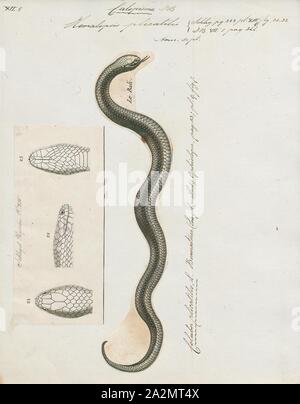 Homalopsis plicatilis, Imprimer, Homalopsis est une espèce de serpents de la famille des Homalopsidae. Le genre est limitée à l'Asie du Sud et comprend cinq espèces actuellement reconnues. Comme tous les membres de la famille, Homalopsidae Homalopsis-arrière sont légèrement et à crochets venimeux, bien que considéré comme inoffensif pour l'homme, 1700-1880. Banque D'Images
