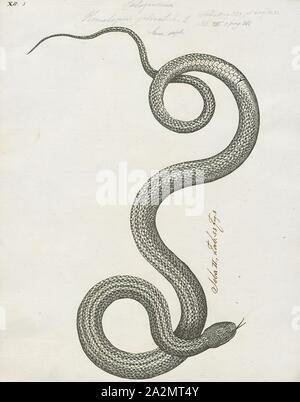 Homalopsis plicatilis, Imprimer, Homalopsis est une espèce de serpents de la famille des Homalopsidae. Le genre est limitée à l'Asie du Sud et comprend cinq espèces actuellement reconnues. Comme tous les membres de la famille, Homalopsidae Homalopsis-arrière sont légèrement et à crochets venimeux, bien que considéré comme inoffensif pour l'homme, 1734-1765. Banque D'Images