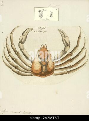 Hyas araneus, Imprimer, la grande araignée de mer, Hyas araneus, est une espèce de crabe trouvé dans les eaux de l'Atlantique nord-est et la mer du Nord, généralement en dessous de la zone de marée Banque D'Images