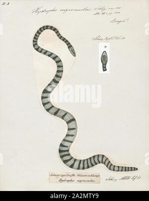 Hydrophis nigrocinctus, Imprimer, Hydrophis nigrocinctus est une espèces de serpents venimeux (Elapidae Hydrophiinae-serpent de mer). Distribution : Océan Indien : l'Inde, le Bangladesh, le Sri Lanka, le Myanmar ( = la Birmanie), la Thaïlande, la Malaisie, 1700-1880. Banque D'Images