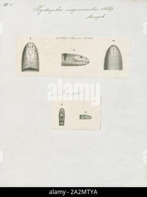 Hydrophis nigrocinctus, Imprimer, Hydrophis nigrocinctus est une espèces de serpents venimeux (Elapidae Hydrophiinae-serpent de mer). Distribution : Océan Indien : l'Inde, le Bangladesh, le Sri Lanka, le Myanmar ( = la Birmanie), la Thaïlande, la Malaisie, 1700-1880. Banque D'Images