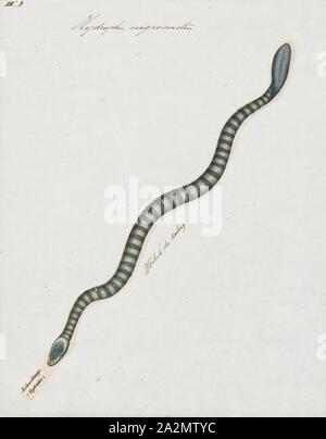 Hydrophis nigrocinctus, Imprimer, Hydrophis nigrocinctus est une espèces de serpents venimeux (Elapidae Hydrophiinae-serpent de mer). Distribution : Océan Indien : l'Inde, le Bangladesh, le Sri Lanka, le Myanmar ( = la Birmanie), la Thaïlande, la Malaisie, 1700-1880. Banque D'Images