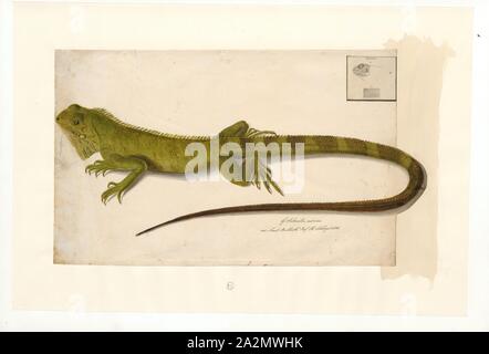 Iguana delicatissima, Imprimer, le moindre Antillean iguana (Iguana delicatissima) est un gros lézard arboricole endémique dans les Petites Antilles. C'est une des deux espèces du genre de lézards iguane et est en grave déclin en raison de la destruction de l'habitat, a introduit les prédateurs sauvages, chasse, et l'hybridation avec sa soeur, espèces introduites l'iguane vert (Iguana iguana). Succès de la reproduction en captivité de cette espèce a été limité à seulement deux cas, comme la plupart des oeufs pondus en captivité ont tendance à être infertiles, 1800-1839. Banque D'Images