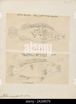 Labrus maculatus, Imprimer, le napoléon (Labrus bergylta Ballan) est une espèce d'undulatus originaire du nord-est de l'océan Atlantique depuis la Norvège jusqu'au Maroc, y compris les îles de Madère, les Açores et les îles Canaries. Ils peuvent être trouvés à des profondeurs de 1 à 50 m (3,3 à 164,0 pi) entre les rochers, d'algues et les récifs. Il peut atteindre 65,9 cm (25,9 po) de longueur totale (bien que la plupart ne dépassent pas 50 cm (20 po) longueur standard), et le plus grand poids enregistré de cette espèce est de 4,4 kg (9,7 lb). Tous les labres Ballan sont des femmes pour leurs quatre à 14 ans avant qu'un peu de changement dans les mâles. Grand Ballan Banque D'Images