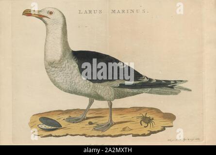 Larus marinus, Imprimer, le Goéland marin (Larus marinus), appelé à tort plus grand goéland marin par certains, est le plus grand membre de la famille de goélands. Il se reproduit sur les côtes européennes et nord-américaines et les îles de l'Atlantique Nord et est relativement sédentaire, même si certains se déplacent plus au sud ou à l'intérieur des terres aux grands lacs ou réservoirs. L'adulte goéland marin a une tête blanche, le cou et les parties inférieures gris foncé, ailes et dos, jambes rose et jaune, 1770-1829 Le projet de loi. Banque D'Images