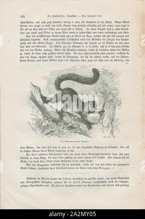 Lemur mongoz, Imprimer, lémuriens (du latin revenante - fantômes ou esprits) sont des mammifères de l'ordre des primates, divisé en 8 familles et composé de 15 genres et environ 100 espèces existantes. Ils sont indigènes seulement à l'île de Madagascar. La plupart des lémuriens sont petites, ont un museau pointu, de grands yeux, et une longue queue. Ils vivent principalement dans les arbres), arboricole (et sont actifs la nuit (nocturne), 1700-1880. Banque D'Images