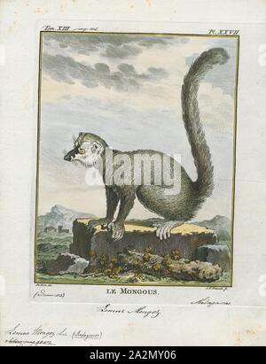 Lemur mongoz, Imprimer, lémuriens (du latin revenante - fantômes ou esprits) sont des mammifères de l'ordre des primates, divisé en 8 familles et composé de 15 genres et environ 100 espèces existantes. Ils sont indigènes seulement à l'île de Madagascar. La plupart des lémuriens sont petites, ont un museau pointu, de grands yeux, et une longue queue. Ils vivent principalement dans les arbres), arboricole (et sont actifs la nuit (nocturne), 1782. Banque D'Images