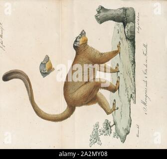 Lemur mongoz, Imprimer, lémuriens (du latin revenante - fantômes ou esprits) sont des mammifères de l'ordre des primates, divisé en 8 familles et composé de 15 genres et environ 100 espèces existantes. Ils sont indigènes seulement à l'île de Madagascar. La plupart des lémuriens sont petites, ont un museau pointu, de grands yeux, et une longue queue. Ils vivent principalement dans les arbres), arboricole (et sont actifs la nuit (nocturne), 1818-1842. Banque D'Images