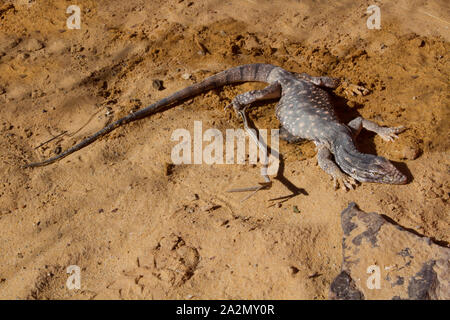 Moniteur du désert, Varanus griseus כוח אפור Banque D'Images