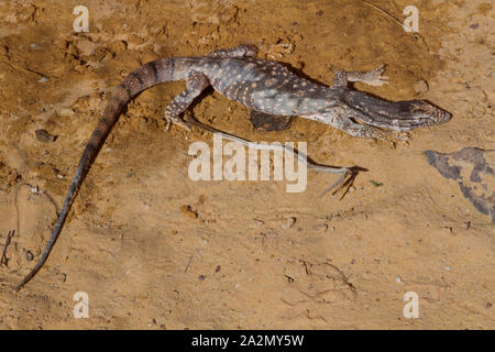 Moniteur du désert, Varanus griseus כוח אפור Banque D'Images