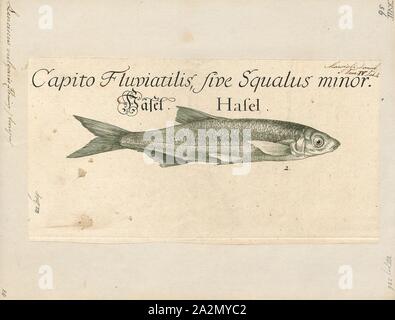 Vulgaris Leuciscus leuciscus, Print, est une espèce de poisson appartenant à la famille des cyprinidés. Ils sont communément appelés poissons des eaux intérieures daces eurasien. Le genre est répandu de l'Europe à la Sibérie. Espèce largement répandue en Europe : la politique commune de la Nooksack Leuciscus leuciscus et l'ide L. UDI., 1700-1880 Banque D'Images