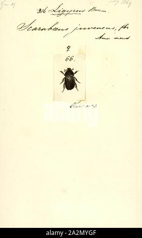 Ligyrus Tomarus, Print, est une espèce de scarabées dans la sous-famille des Dynastinae, les scarabées rhinocéros. Ils sont indigènes à l'Amérique, où ils sont distribués depuis le centre des États-Unis à l'Argentine, et quelques espèces se trouvent dans les Caraïbes Banque D'Images