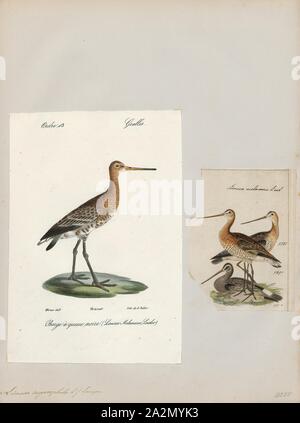 Aegocephala Limosa, Imprimer, Barge marbrée, la Barge hudsonienne, sont un groupe de grand, long-billed, à jambes longues et fortement échassiers migrateurs de l'oiseau genre Limosa. Leurs projets leur permettent de sonder profondément dans le sable pour des vers et des mollusques. Ils fréquentent les rivages de marée, de reproduction dans les climats du nord en été et de migrer vers le sud en hiver. Dans leur aire d'hivernage, ils s'en vont ensemble où la nourriture est abondante. Une barge à queue bar femme détient le record du plus long vol sans escale pour un oiseau terrestre, 1700-1880. Banque D'Images