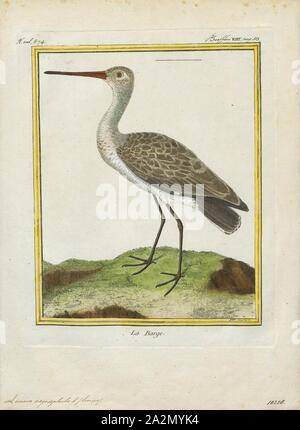 Aegocephala Limosa, Imprimer, Barge marbrée, la Barge hudsonienne, sont un groupe de grand, long-billed, à jambes longues et fortement échassiers migrateurs de l'oiseau genre Limosa. Leurs projets leur permettent de sonder profondément dans le sable pour des vers et des mollusques. Ils fréquentent les rivages de marée, de reproduction dans les climats du nord en été et de migrer vers le sud en hiver. Dans leur aire d'hivernage, ils s'en vont ensemble où la nourriture est abondante. Une barge à queue bar femme détient le record du plus long vol sans escale pour un oiseau terrestre, 1700-1880. Banque D'Images