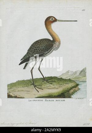 Aegocephala Limosa, Imprimer, Barge marbrée, la Barge hudsonienne, sont un groupe de grand, long-billed, à jambes longues et fortement échassiers migrateurs de l'oiseau genre Limosa. Leurs projets leur permettent de sonder profondément dans le sable pour des vers et des mollusques. Ils fréquentent les rivages de marée, de reproduction dans les climats du nord en été et de migrer vers le sud en hiver. Dans leur aire d'hivernage, ils s'en vont ensemble où la nourriture est abondante. Une barge à queue bar femme détient le record du plus long vol sans escale pour un oiseau terrestre, 1790-1796. Banque D'Images