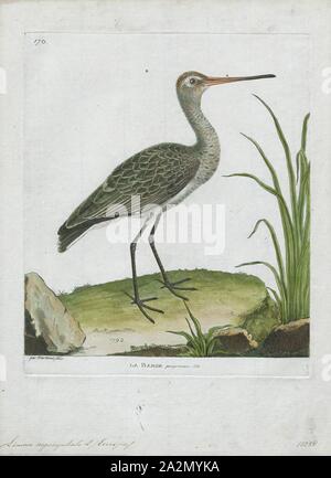 Aegocephala Limosa, Imprimer, Barge marbrée, la Barge hudsonienne, sont un groupe de grand, long-billed, à jambes longues et fortement échassiers migrateurs de l'oiseau genre Limosa. Leurs projets leur permettent de sonder profondément dans le sable pour des vers et des mollusques. Ils fréquentent les rivages de marée, de reproduction dans les climats du nord en été et de migrer vers le sud en hiver. Dans leur aire d'hivernage, ils s'en vont ensemble où la nourriture est abondante. Une barge à queue bar femme détient le record du plus long vol sans escale pour un oiseau terrestre, 1790-1796. Banque D'Images