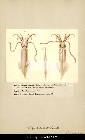 Loligo subulata, Imprimer, Alloteuthis subulata, le calmar, est une espèce de calmar dans le genre et la famille Loliginidae Alloteuthis Banque D'Images