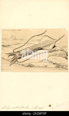 Loligo subulata, Imprimer, Alloteuthis subulata, le calmar, est une espèce de calmar dans le genre et la famille Loliginidae Alloteuthis Banque D'Images