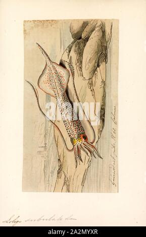 Loligo subulata, Imprimer, Alloteuthis subulata, le calmar, est une espèce de calmar dans le genre et la famille Loliginidae Alloteuthis Banque D'Images