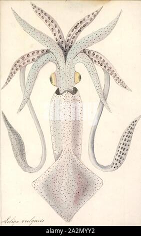 Loligo vulgaris, Imprimer, l'encornet ou calmar (Loligo vulgaris) est un grand calmar appartenant à la famille Loliginidae. Elle est présente en abondance dans les eaux côtières de la mer du Nord à au moins la côte ouest de l'Afrique. Cette espèce vit du niveau de la mer à des profondeurs de 500 m (1 600 ft),. Son manteau est jusqu'à 40 cm (16 po) de long. L'espèce est largement exploité par la pêche commerciale Banque D'Images