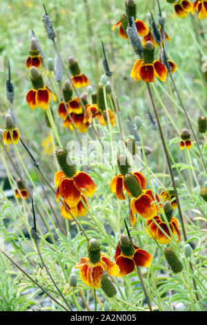 Mexican Hat Ratibida columnifera Banque D'Images