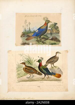 Lophophorus impeyanus, Imprimer, l'Himalayan monal (Lophophorus impejanus), également connu sous le nom de faisan Impeyan monal et Impeyan, est un oiseau appartenant à la famille, Phasianidae. Il est l'oiseau national du Népal, où il est connu sous le nom de danphe, et d'oiseaux de l'état d'Uttarakhand, en Inde, où il est connu comme le monal. Il a également l'état de l'Himachal Pradesh oiseaux jusqu'en 2007. Son nom scientifique commémore Lady Mary Impey, l'épouse du juge en chef britannique du Bengale Monsieur Elie Impey, 1700-1880. Banque D'Images