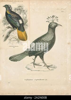 Lophophorus impeyanus, Imprimer, l'Himalayan monal (Lophophorus impejanus), également connu sous le nom de faisan Impeyan monal et Impeyan, est un oiseau appartenant à la famille, Phasianidae. Il est l'oiseau national du Népal, où il est connu sous le nom de danphe, et d'oiseaux de l'état d'Uttarakhand, en Inde, où il est connu comme le monal. Il a également l'état de l'Himachal Pradesh oiseaux jusqu'en 2007. Son nom scientifique commémore Lady Mary Impey, l'épouse du juge en chef britannique du Bengale Monsieur Elie Impey, 1700-1880. Banque D'Images