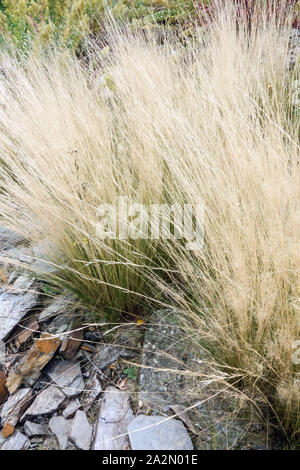 Herbe à plumes mexicaine Stipa tenuissima Pony Tails herbes ornementales Banque D'Images