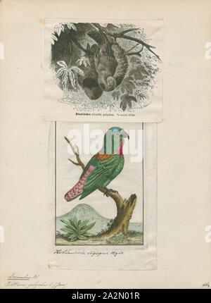 Loriculus galgulus, Imprimer, la pendaison à couronne bleue Loriculus galgulus (perroquet) est une petite (longueur : 13 cm (5.1 in)) principalement perroquet vert trouvé dans les basses terres boisées dans le sud de la Birmanie et de la Thaïlande, la Malaisie, Singapour et l'Indonésie (Sumatra, Java, Bornéo), 1700-1880. Banque D'Images