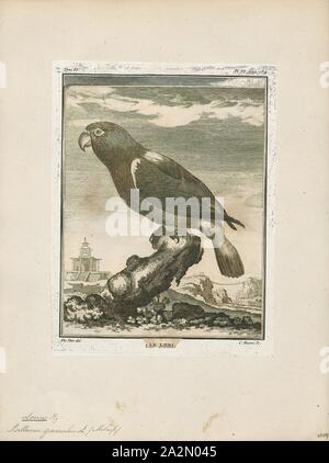 Lorius garrulus, Imprimer, le broutement lory (Lorius garrulus) est un perroquet de la forêt endémique à l'Maluku, l'Indonésie. Il est considéré comme vulnérable, la principale menace étant du piégeage pour le commerce des oiseaux de cage, 1700-1880. Banque D'Images