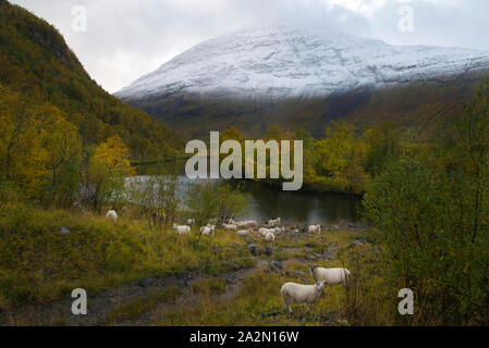 Moutons en Signaldalen valley, Storfjord, Troms, Norvège Banque D'Images