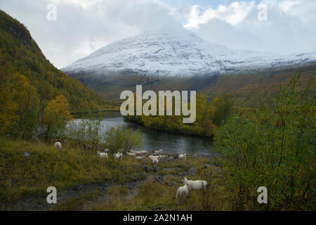 Moutons en Signaldalen valley, Storfjord, Troms, Norvège Banque D'Images