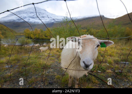 Moutons en Signaldalen valley, Storfjord, Troms, Norvège Banque D'Images