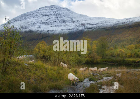 Moutons en Signaldalen valley, Storfjord, Troms, Norvège Banque D'Images