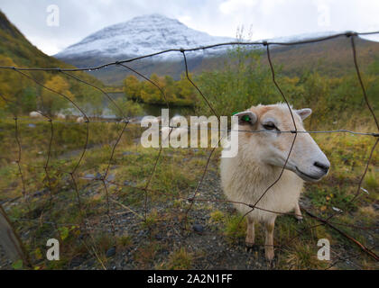 Moutons en Signaldalen valley, Storfjord, Troms, Norvège Banque D'Images