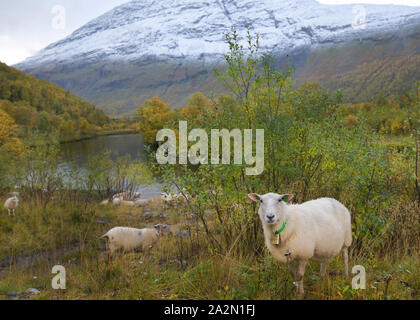 Moutons en Signaldalen valley, Storfjord, Troms, Norvège Banque D'Images