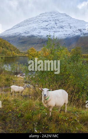 Moutons en Signaldalen valley, Storfjord, Troms, Norvège Banque D'Images