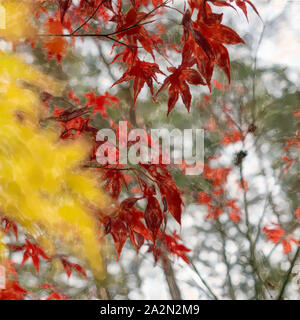 Illustration : aquarelle rouge érable japonais fortement illustré en face de l'illustre floue ventilateur jaune érable (Acer japonicum). Banque D'Images