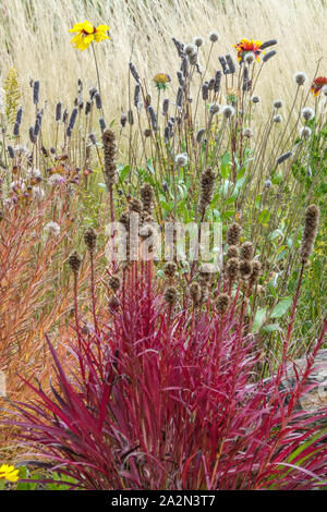 Dense étoile flamboyante Liatris spicata rouge jardin bordure automne Liatris automne Prairie gay plume Banque D'Images