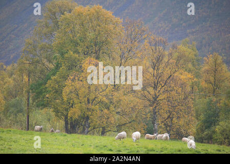 Moutons en Signaldalen valley, Storfjord, Troms, Norvège Banque D'Images