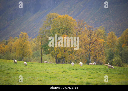 Moutons en Signaldalen valley, Storfjord, Troms, Norvège Banque D'Images