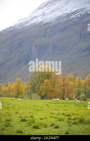 Moutons en Signaldalen valley, Storfjord, Troms, Norvège Banque D'Images