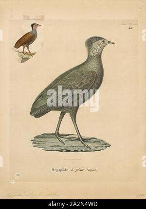 Megapodius rubripes, Imprimer, le scrubfowl Scrubfowl, sont le genre Megapodius du monticule-builders, trapu, moyen-gros poulet comme les oiseaux avec une petite tête et de grands pieds dans la famille Phasianidés. Ils sont trouvés dans le sud-est de l'Asie à l'Australie et des îles du Pacifique à l'ouest, 1700-1880. Banque D'Images