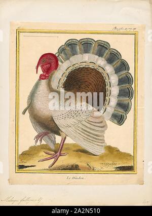 Meleagris gallopavo, Imprimer, le dindon sauvage (Meleagris gallopavo) est un terrain de montagne oiseau originaire d'Amérique du Nord et est le plus gros membre de la diversité des Galliformes. C'est la même espèce que la branche de la Turquie, qui a été dérivée d'une sous-espèce sud du Mexique de wild turkey (pas les ocellated Turquie). Bien qu'originaires d'Amérique du Nord, la Turquie probablement tire son nom de la variété domestiquée importée en Grande-Bretagne dans les navires venant du Levant via l'Espagne. Les Britanniques à l'époque donc associés le dindon sauvage avec le pays la Turquie et le nom Banque D'Images