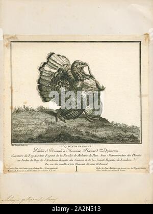 Meleagris gallopavo, Imprimer, le dindon sauvage (Meleagris gallopavo) est un terrain de montagne oiseau originaire d'Amérique du Nord et est le plus gros membre de la diversité des Galliformes. C'est la même espèce que la branche de la Turquie, qui a été dérivée d'une sous-espèce sud du Mexique de wild turkey (pas les ocellated Turquie). Bien qu'originaires d'Amérique du Nord, la Turquie probablement tire son nom de la variété domestiquée importée en Grande-Bretagne dans les navires venant du Levant via l'Espagne. Les Britanniques à l'époque donc associés le dindon sauvage avec le pays la Turquie et le nom Banque D'Images